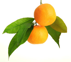 Ripe sweet tangerines with leaves, isolated on white