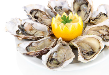 Oysters isolated on white