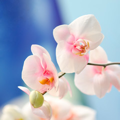 pink flowers orchid on a blue background