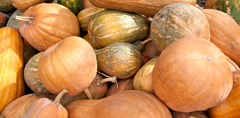 Pumpkins background