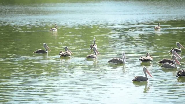 group of Pelicans swim in the pond