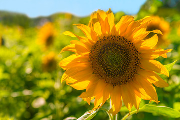 Obraz premium Close-up of sunflower