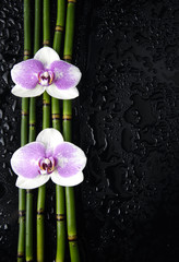 Beautiful two orchid on thin bamboo grove