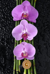 three orchid and bamboo grove, candle on wet black background