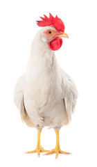 A hen is a laying hen of white color. With a large comb.