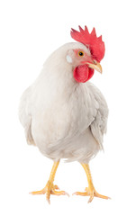 Une poule est une poule pondeuse de couleur blanche. Avec un grand peigne.