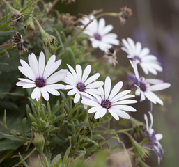 Fototapeta premium Wildflowers in mountains.