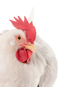 A hen is a laying hen of white color. With a large comb