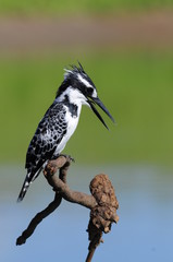 Kingfisher (Ceryle rudis)