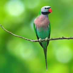 Red-breasted Parakeet