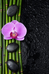 Fototapeta na wymiar Pink orchid with stones and bamboo grove on wet background