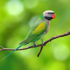 Red-breasted Parakeet