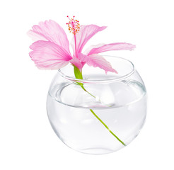 the pink flower of a hibiscus is in a round vase