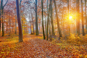 Obraz premium Sublighted autumn forest