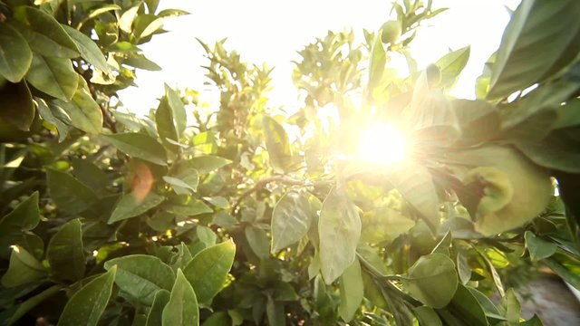 Limonenbaum mit Sonne