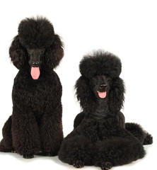 Zwei schwarze Grosspudel - two king poodles