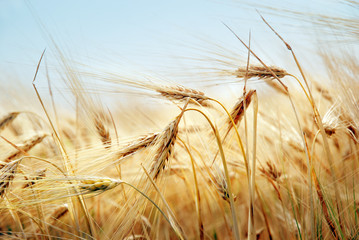 Grain field