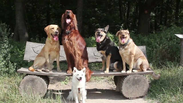 Five dogs sitting on a bench