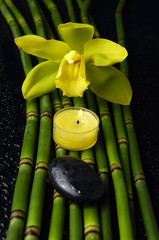 Green orchid with stones and bamboo grove