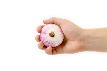 Hand holds red onion.