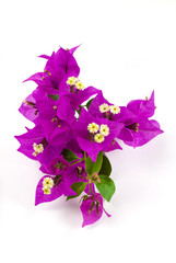 spanish bougainvillea flowers