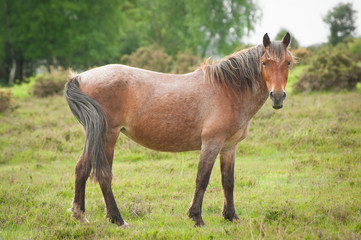 wild pony in the new forest national park, uk