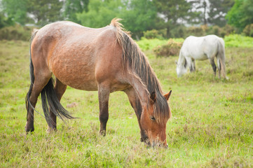 Naklejka na ściany i meble wild ponies grazing in the new forest national park, UK