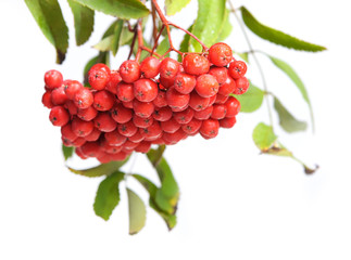 Bunch of red rowan