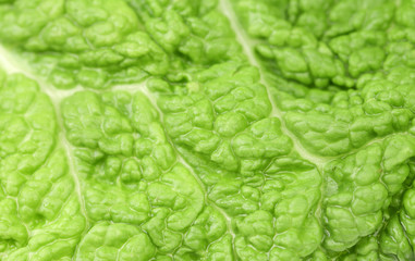 Obraz premium Background of green leaf chinese cabbage.