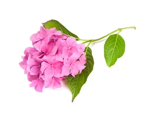 Photo sur Plexiglas Hortensia hortensia rose isolé sur blanc