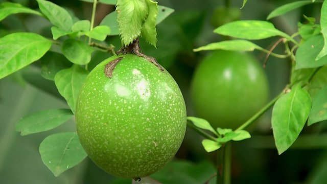 Passion fruits on the vine