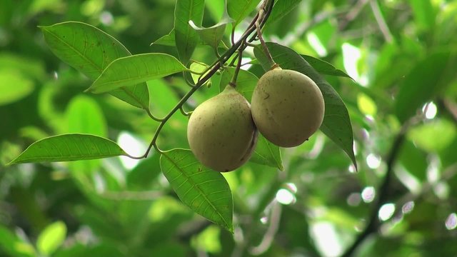 Nutmeg fruits on a tree (Myristica fragrans)