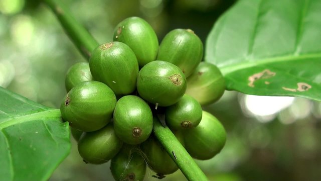 Unripe green fruits of coffee tree