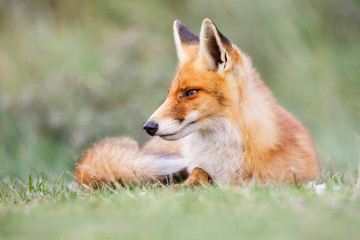 red fox