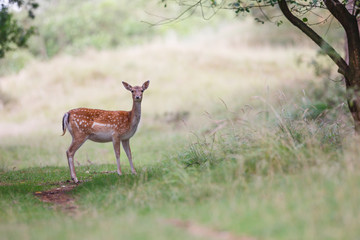 fallow deer