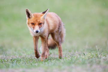 red fox