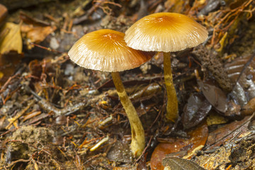 wild mushrooms in nature habitat