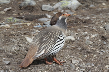 Odd Nepal Pigeon