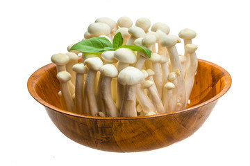 Japan mushroom Shimeji