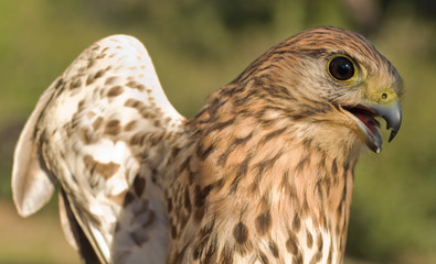 Kestrel