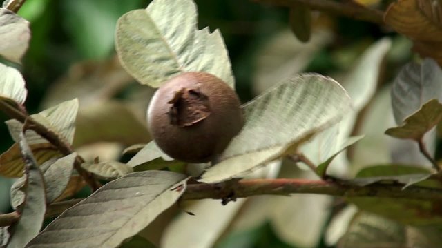 Fruits of Apple Guava