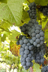 Fototapeta premium Ripe grape cluster hanging in a vine