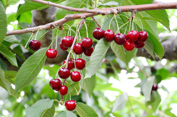 Fresh Cherries hang on tree