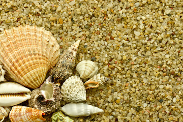 Piękne muszelki na żwirku © CUKMEN