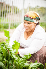 gathering some spinach