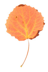 Aspen leaf isolated