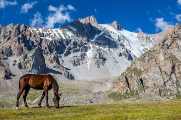 Fototapeta na wymiar Grazing horse at sunny day in high snowy mountains