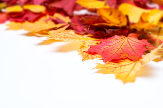 autumn leafs on white background