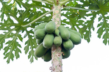 Papaya