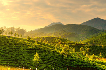 Tea plantations - 56278722